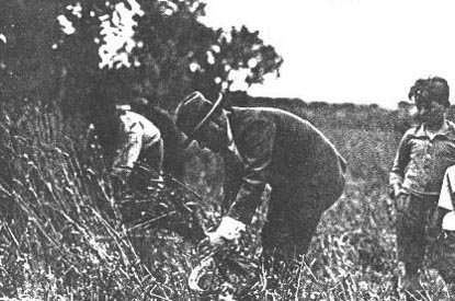 Mussolini cosechando