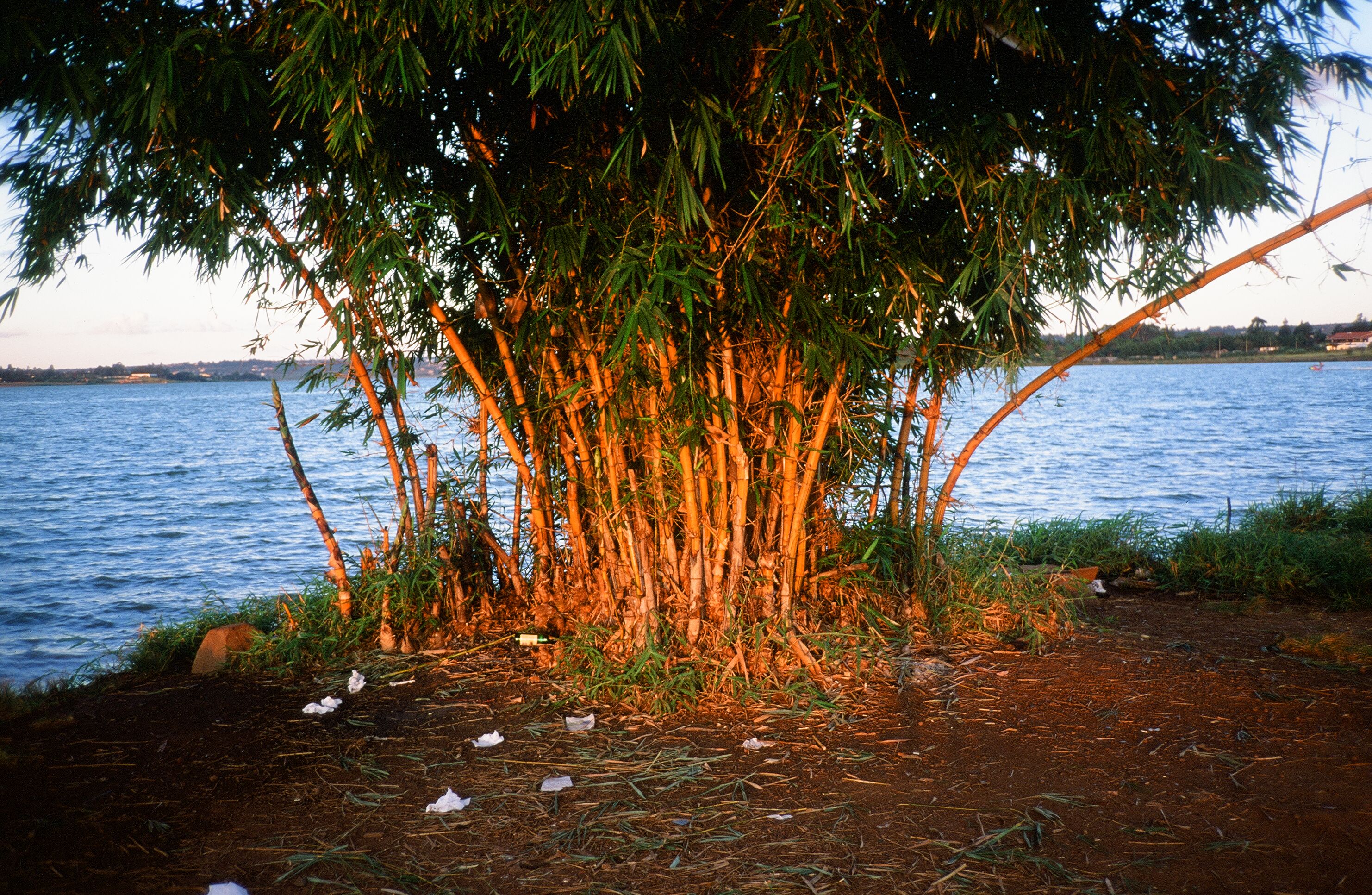 Fig. 13: Bambú en lago Paranoá.