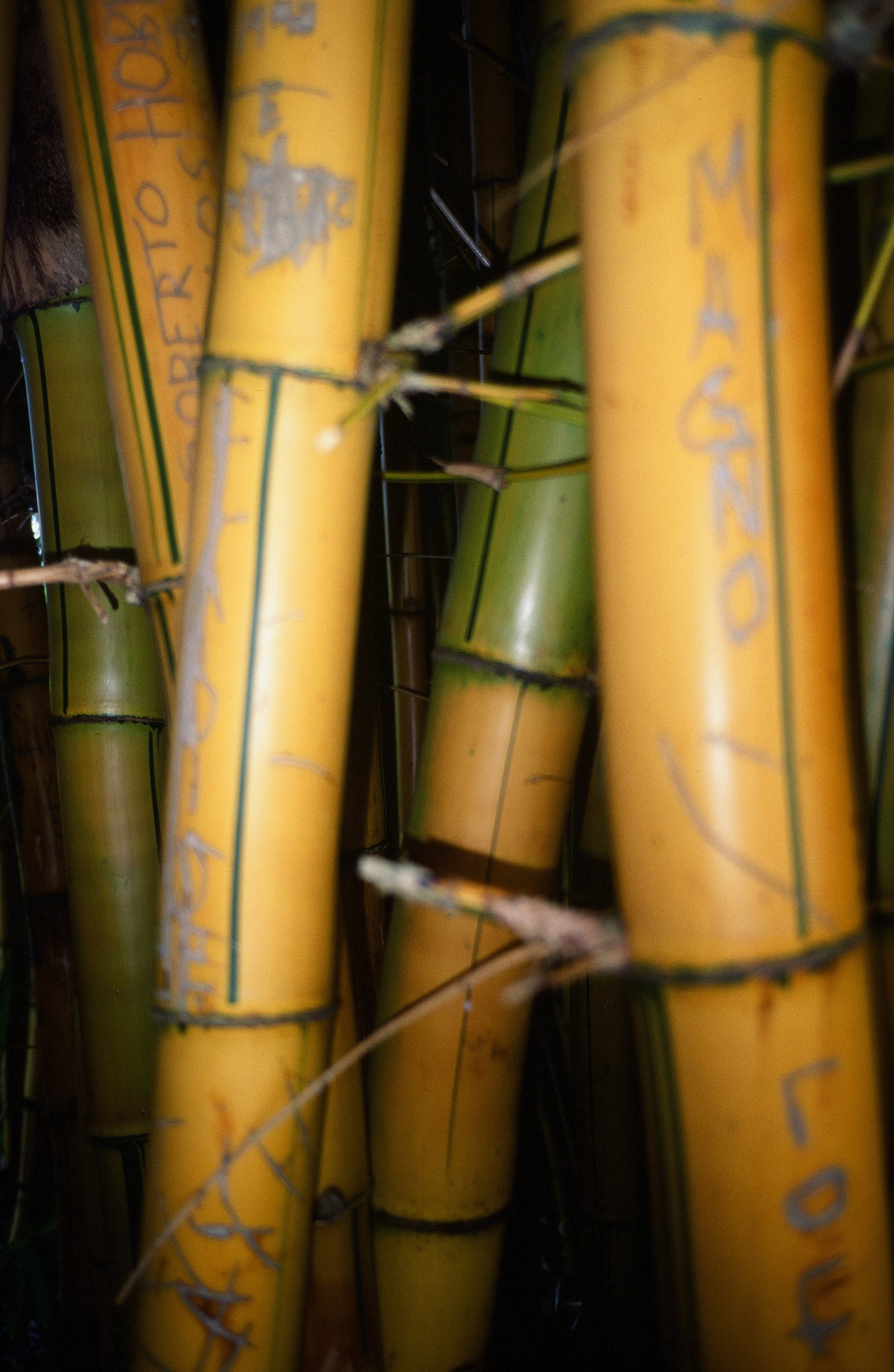 Fig. 12: Bambú en lago.