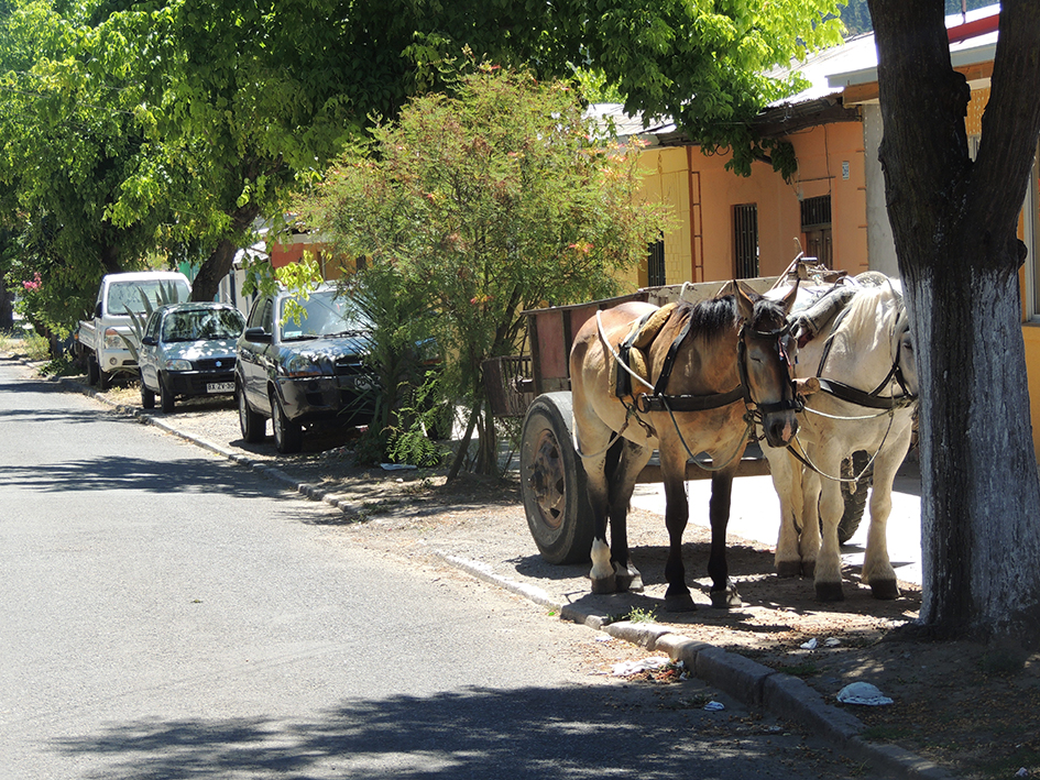 Fig. 1. Caballos y carretas estacionados en un sector cécntrico de la ciudad de Talca. Foto de Stefano Micheletti