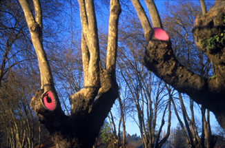 Poda al arbol 1