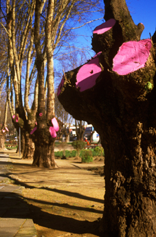 Poda al arbol 4