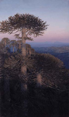 Araucarias en Nahuelbuta, de Mu&ntilde;oz Vera